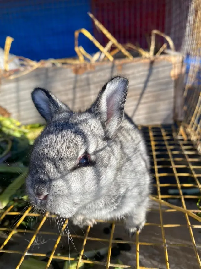 LOLA GSD RABBIT FARM - 2