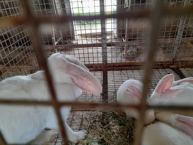 LOLA GSD RABBIT FARM - 5