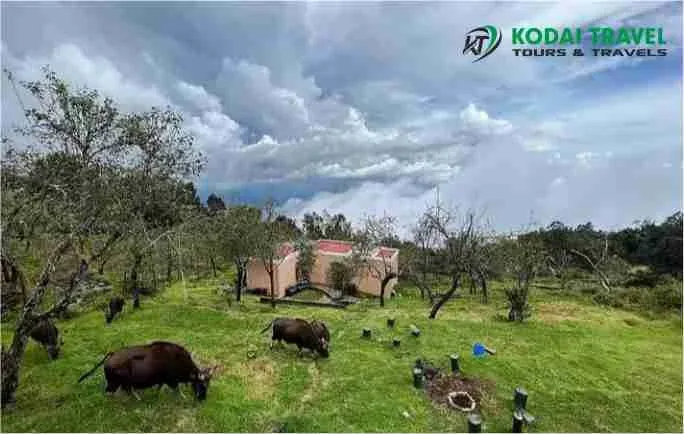 KODAI TRAVEL (TOURS AND TRAVELS IN KODAIKANAL)