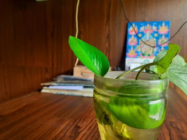 Amirtha Shree Ayurvedic Oil Massage & Treatment - 2