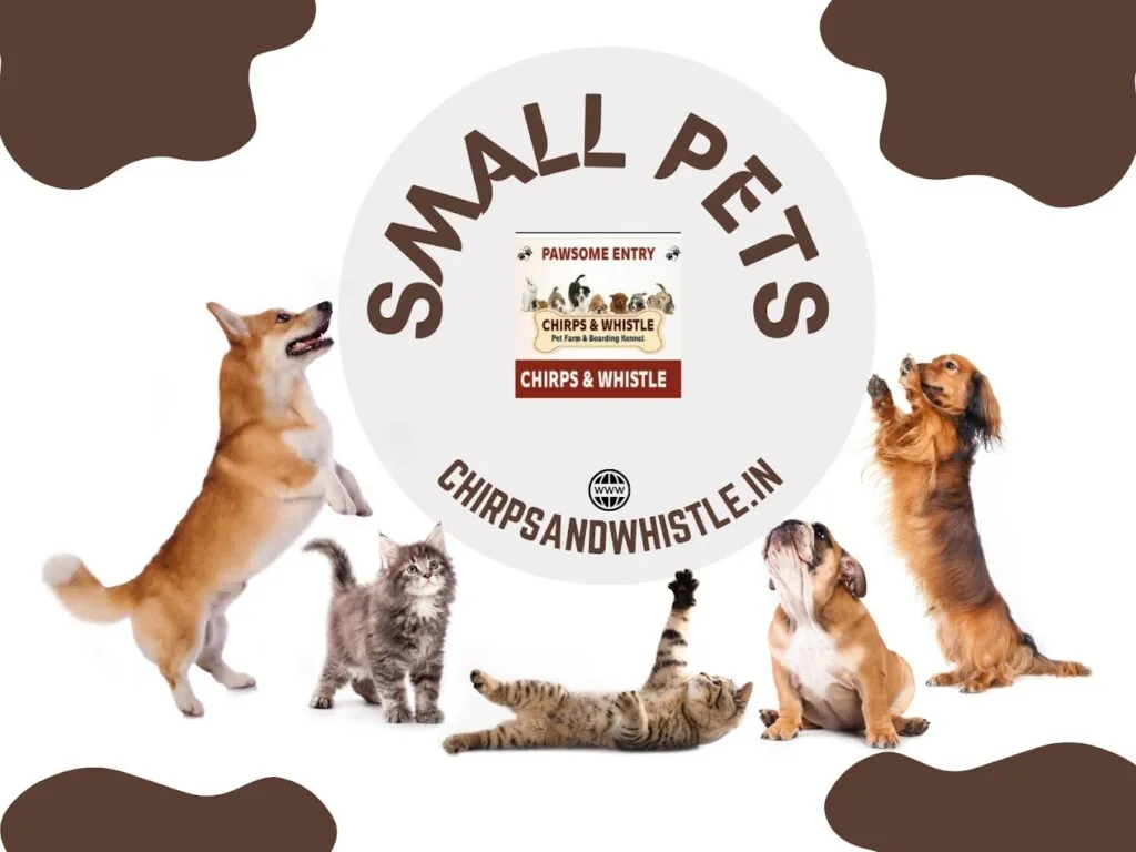 Chirps & Whistle The Pet Shop and Pet Boarding & Grooming Kennel Gurgaon