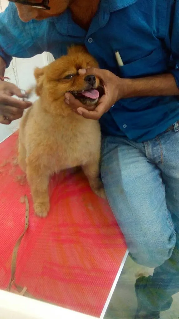 Bath 'n' Biscuit - 3