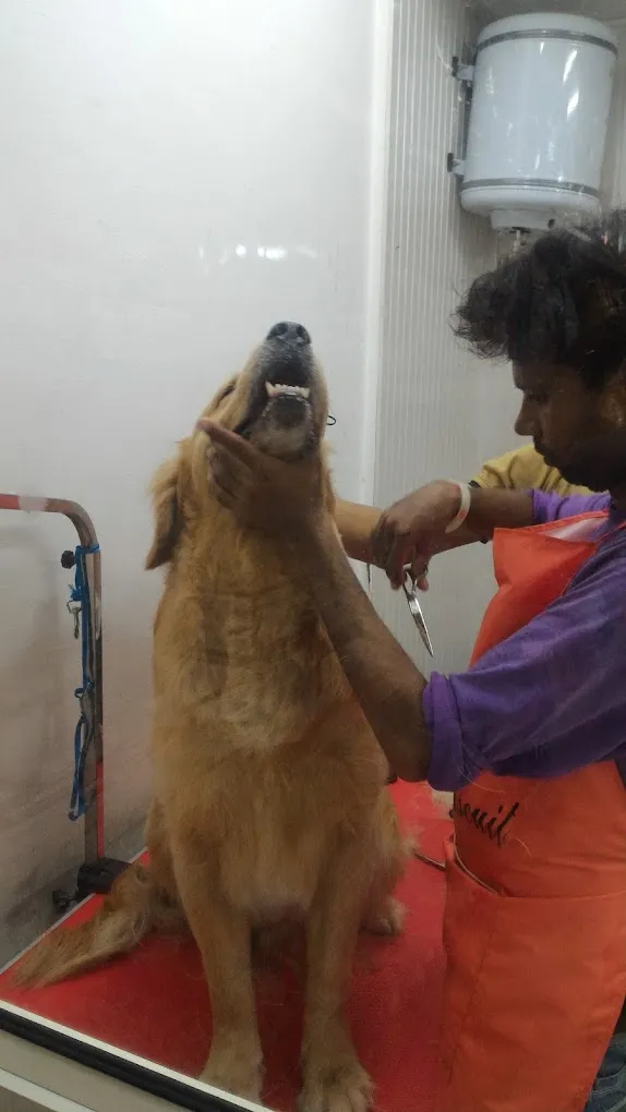 Bath 'n' Biscuit - 4