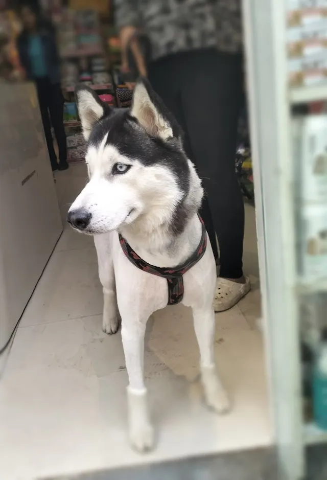 Chien N Chat Pet Shop & Spa - 2