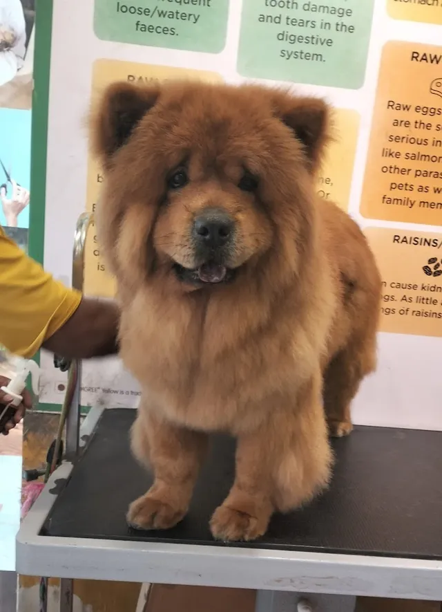 Chien N Chat Pet Shop & Spa - 3