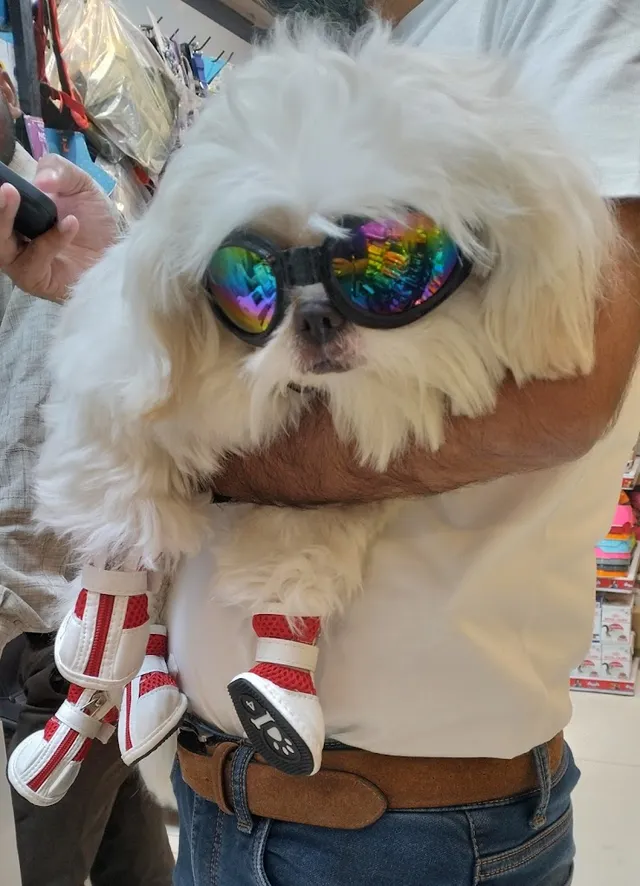 Chien N Chat Pet Shop & Spa - 4