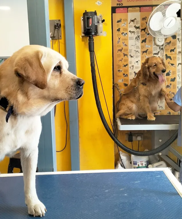 Chien N Chat Pet Shop & Spa - 5