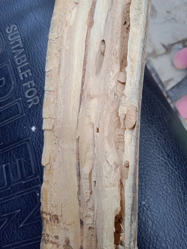 Quality pest control in gurgaon - 3