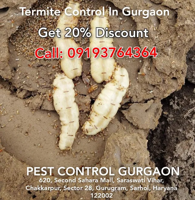 Pest Control Gurgaon - 4