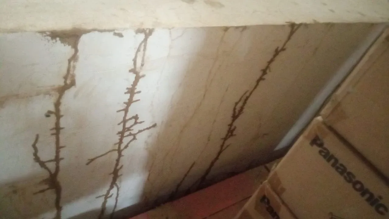 Pest Control & Insecticides Services