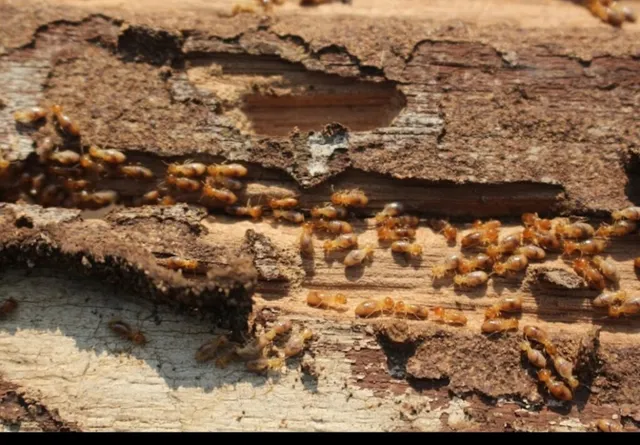 HCI Pest Control Company Gurgaon - 5