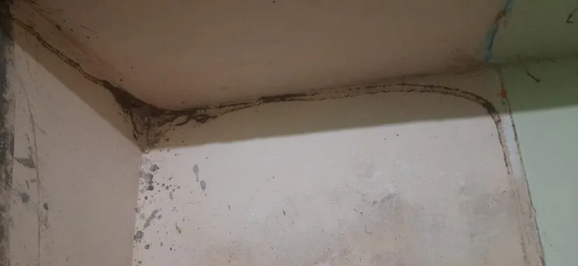 Hindustan Pest Control Services