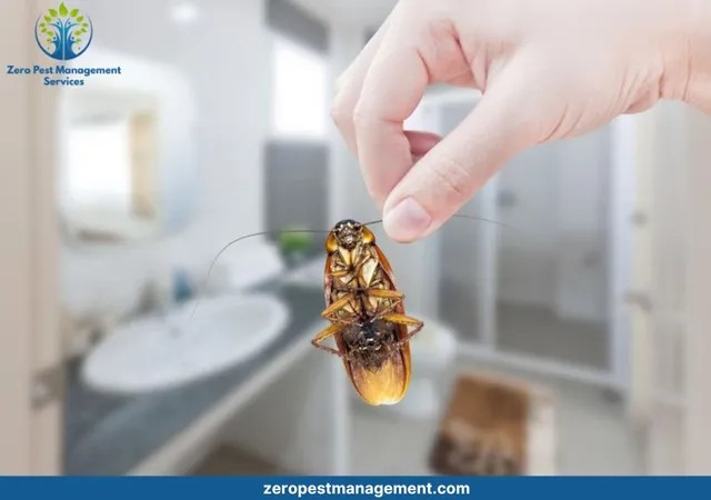Zero Pest Management Services - 3