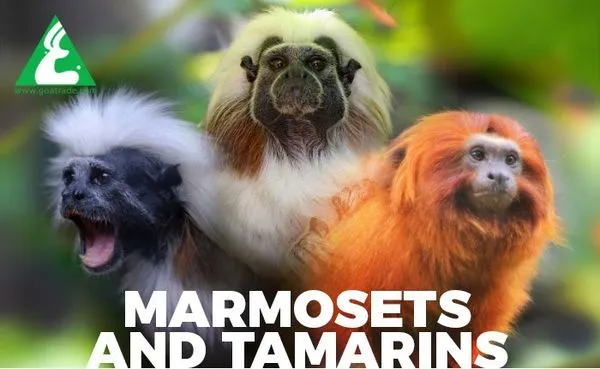 Goatrade Farming Co. Ltd. - 7