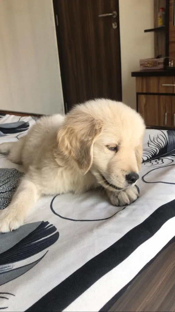 Dog Father Pet Shop - 3