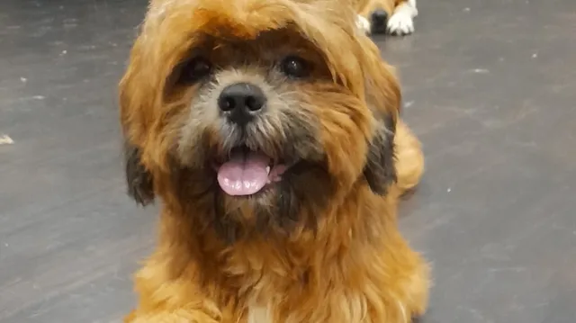 HAPPY PETS-THE PET HOUSE - 2