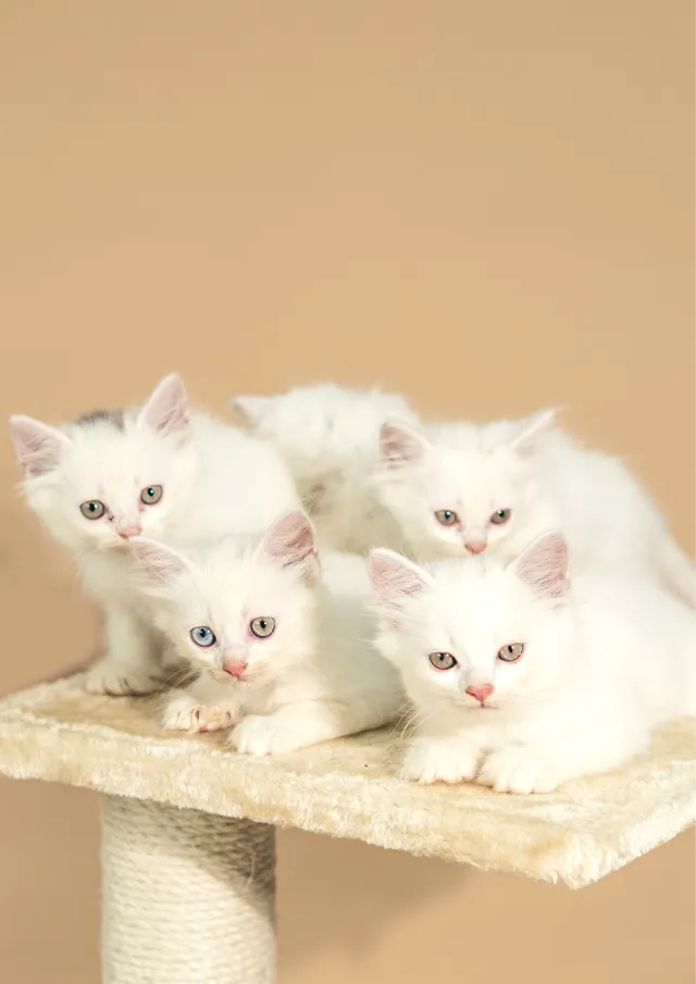 JUST DOGS | Manpada, Thane - 4