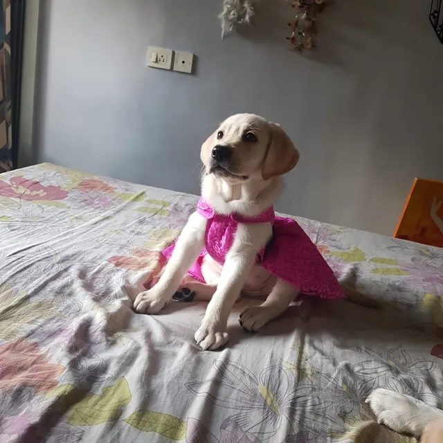 Sharry's Pet & SPA - Pet Shop In Thane - 4