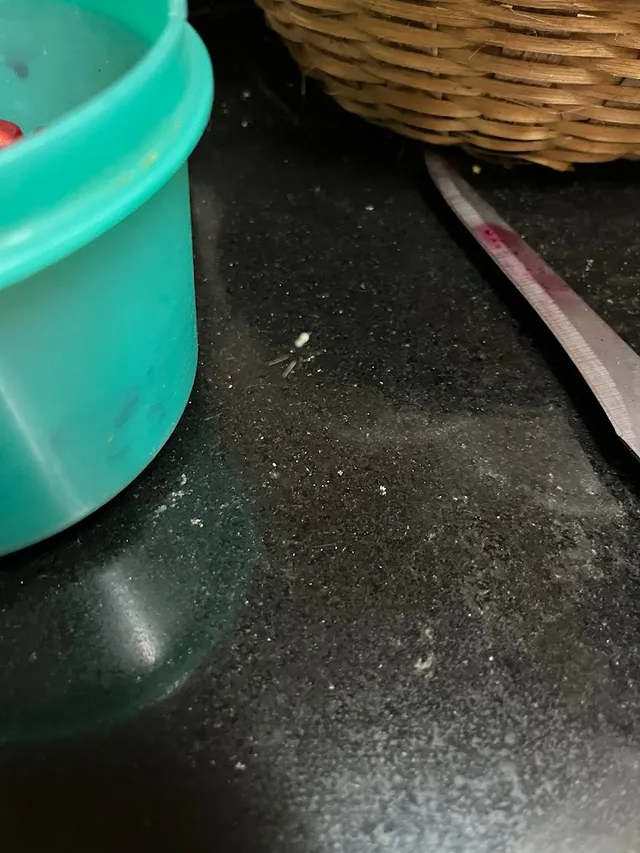 Ultra Pest Control Pvt Ltd - 2