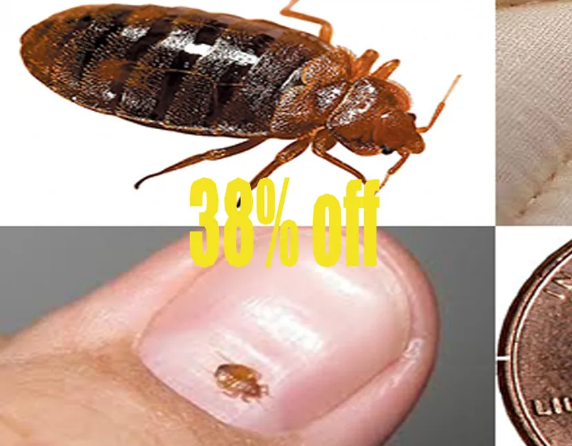 Pest Control Waghbil