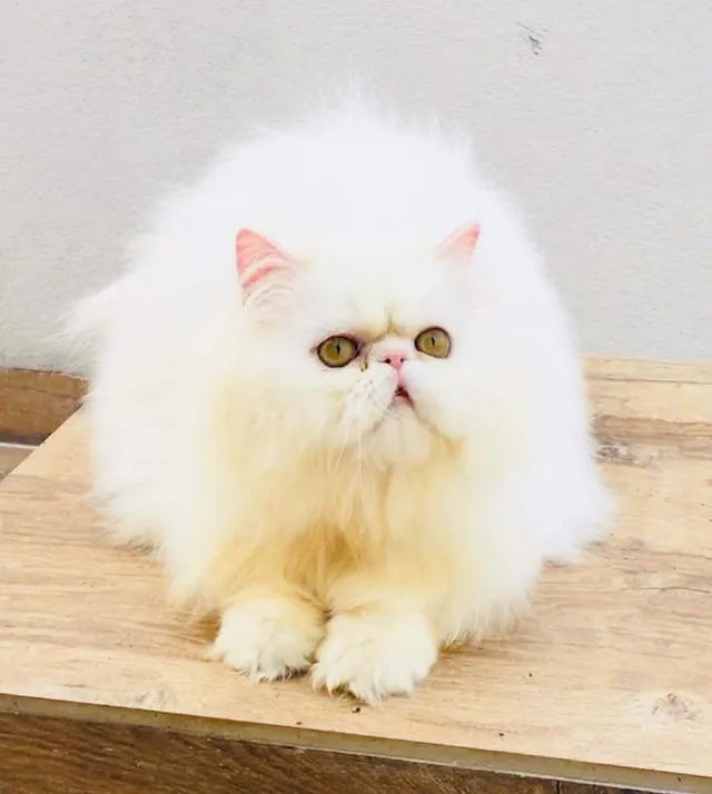 Angel Pet's World - 3