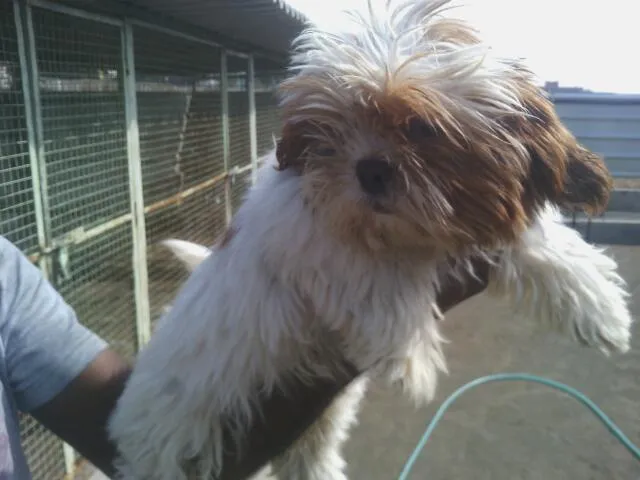 Angel Pet's World - 4