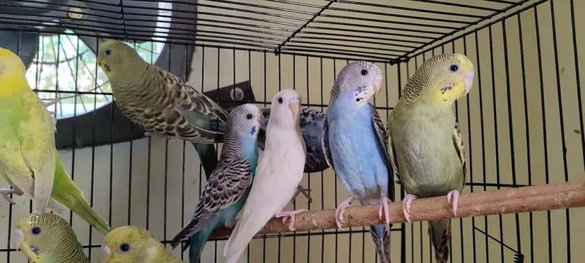 Ritu Pets Gallery & Aquarium