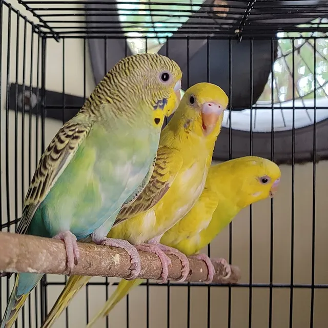 Ritu Pets Gallery & Aquarium - 2