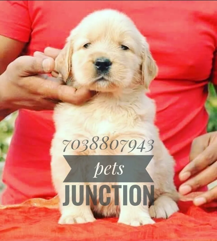 Pets Junction your pets expert