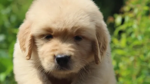 Pets Junction your pets expert - 3