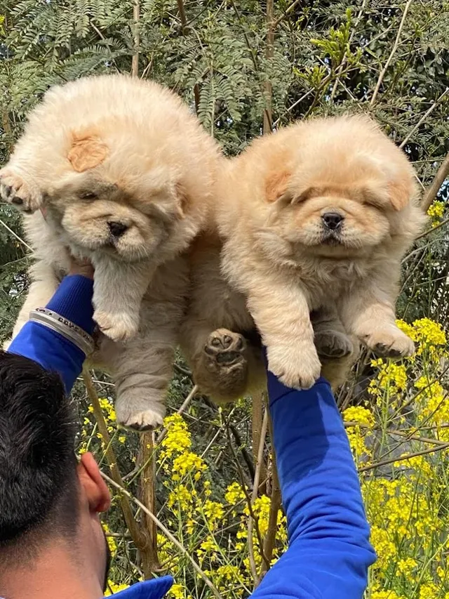 Pets Junction your pets expert - 5