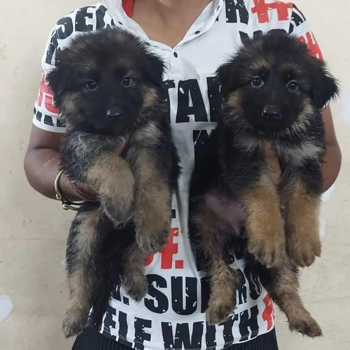 City Pet Shop | Best Pet Shop In Nagpur