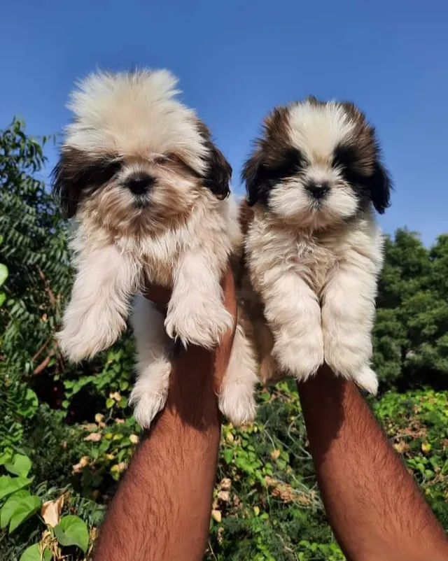 City Pet Shop | Best Pet Shop In Nagpur - 3