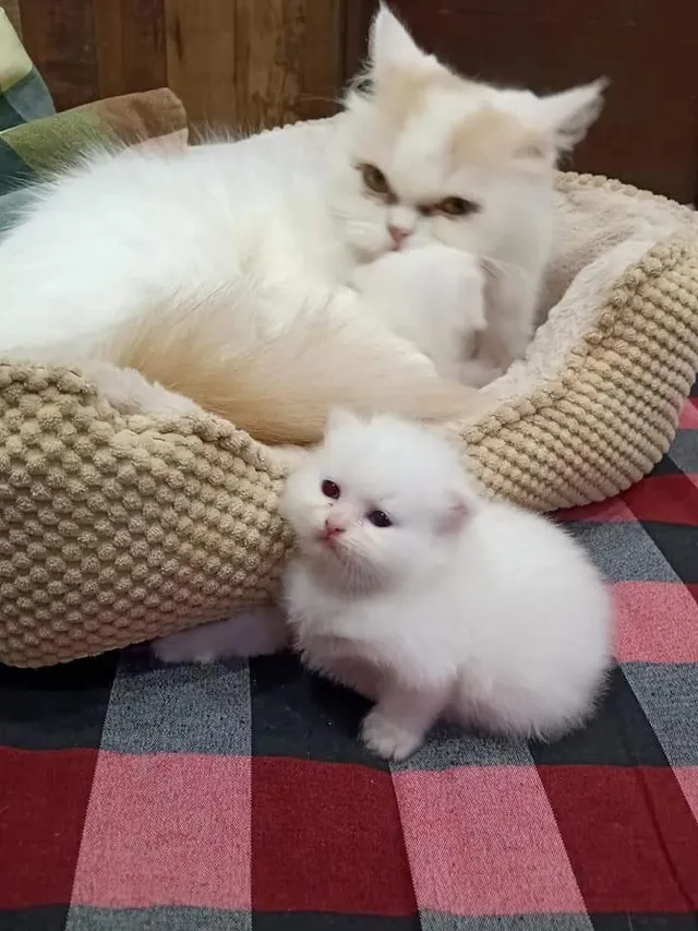 City Pet Shop | Best Pet Shop In Nagpur - 4