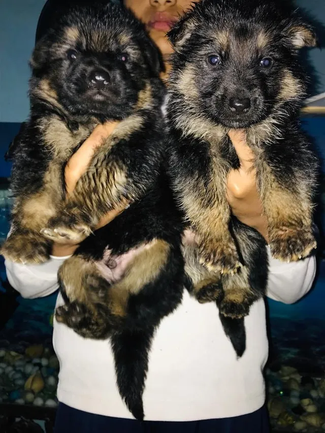 Nirant's Pet Shop - 4