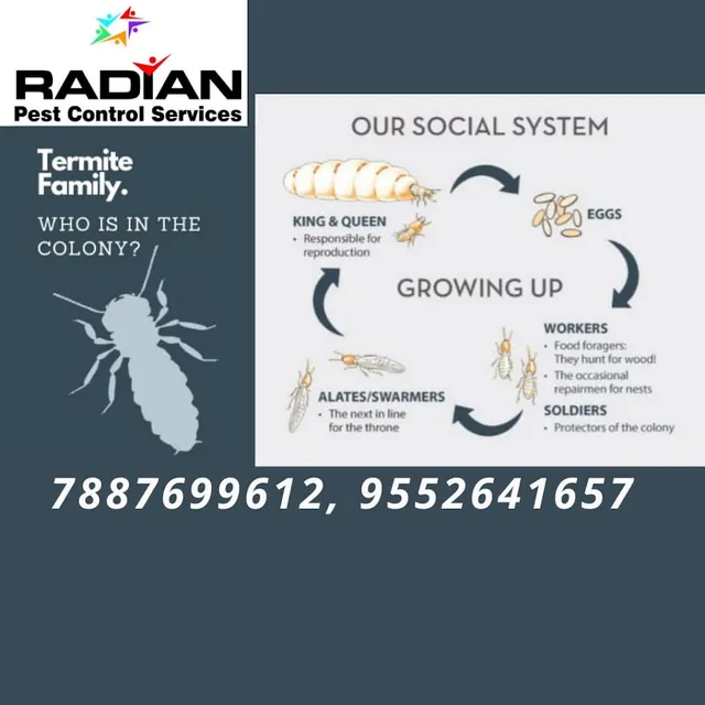 Radian Pest Control Services - 2