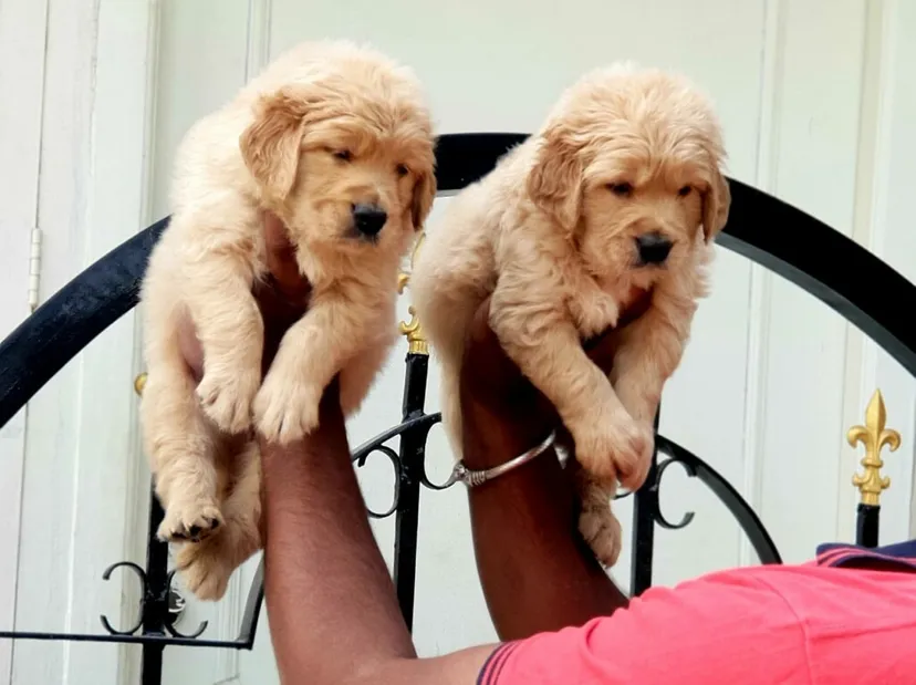 Bow Wow - Aquarium & Pets Shop