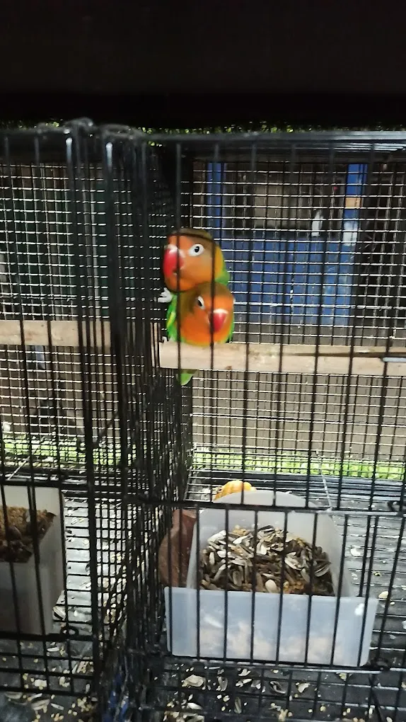 Manz Cockatiel Aquarium And Pets Shop - 2