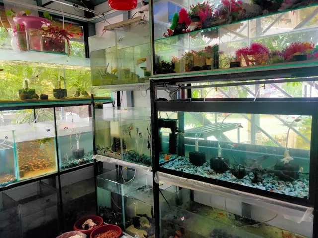 Jewel Pets corner - 4