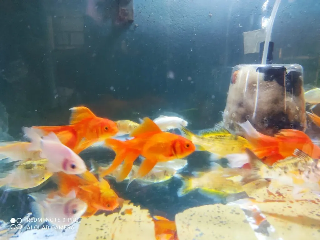 Trivandrum Pets & Aquarium