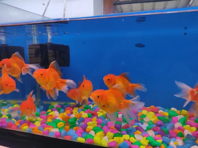 Trivandrum Pets & Aquarium - 2