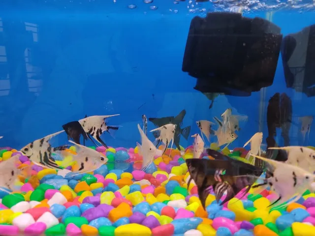 Trivandrum Pets & Aquarium - 3