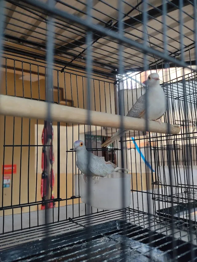 Trivandrum Pets & Aquarium - 5