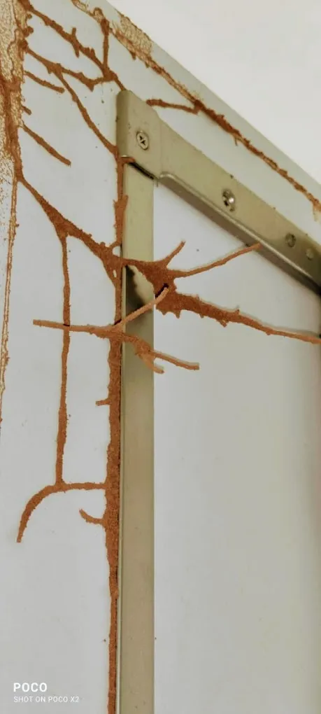 Asian Pest Control Service in Trivandrum