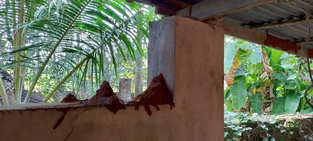 Asian Pest Control Service in Trivandrum - 3