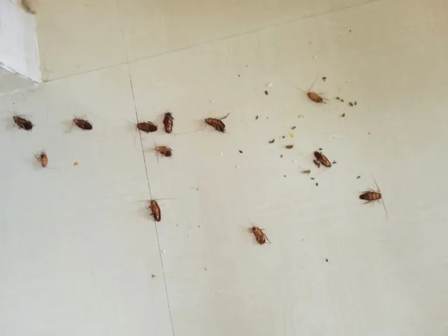 Asian Pest Control Service in Trivandrum - 4