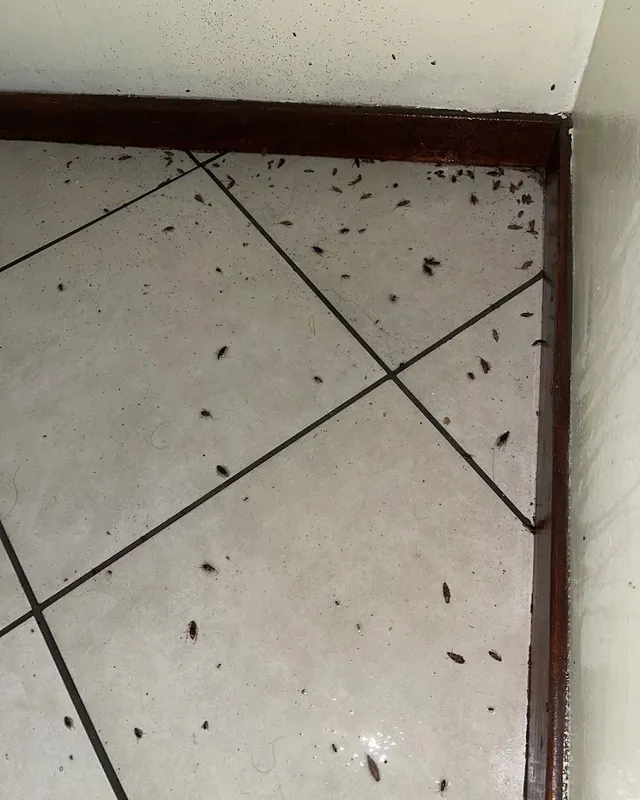 Good care pest control - 2