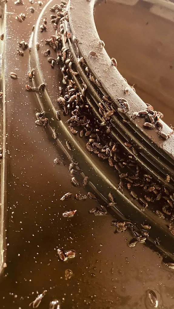 Good care pest control - 5