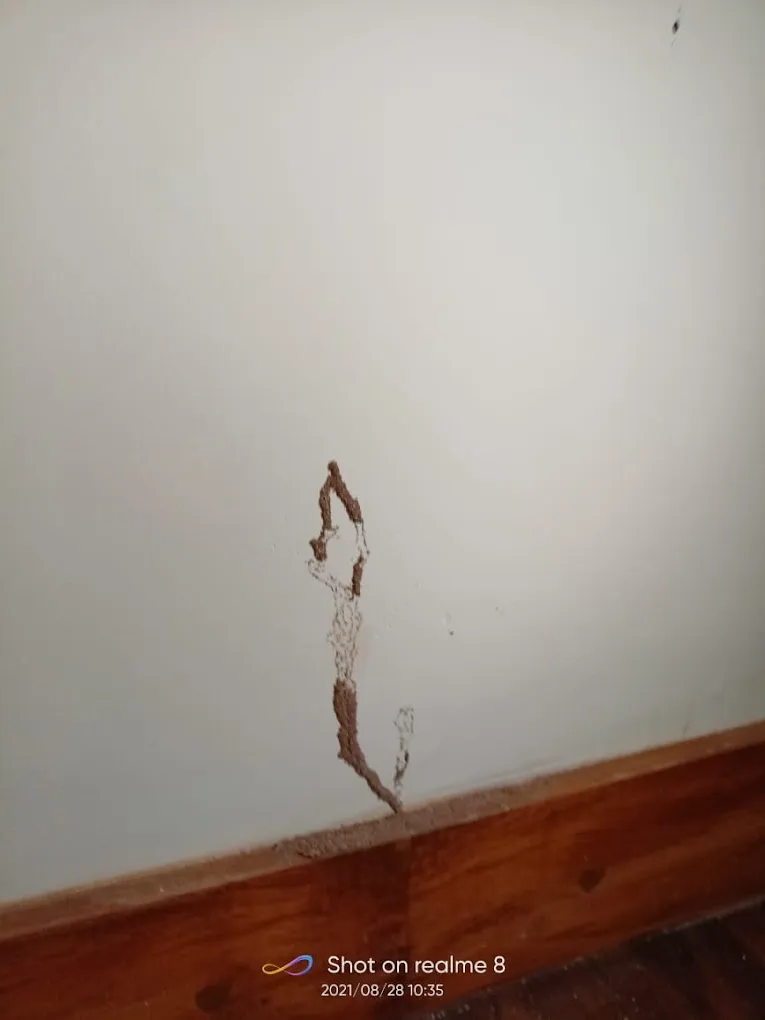 ITALIAN | Pest Control Services Thiruvanthapuram