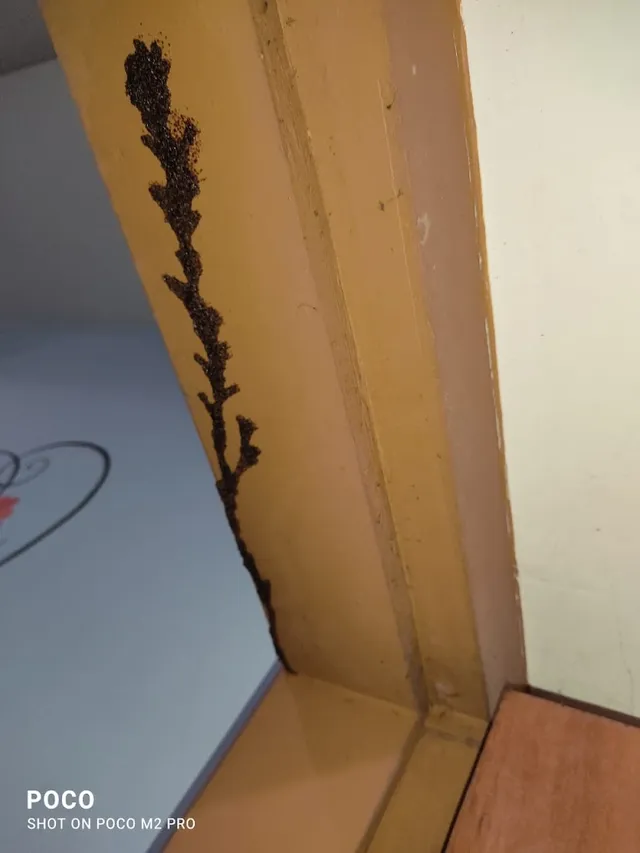 ITALIAN | Pest Control Services Thiruvanthapuram - 2